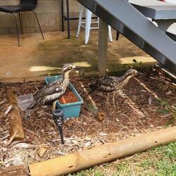 Die waren tatsächlich echt- musste lange warten bis die sich mal bewegt haben