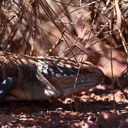 Blue Tongue Skink