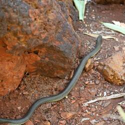 Brown Snake ☝🏽