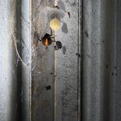 Red Back Spider