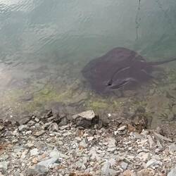 Rochen im Hafen von Picton