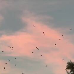 Das sind Fledermäuse - riesige!