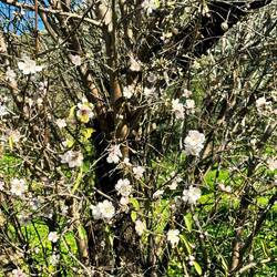 Mandelblüte im Januar