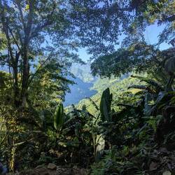 Grün grün grün sind alle unsere Bäume 🌲