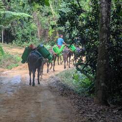 Mulas - ohne die fleißigen Helfer ging hier gar nichts