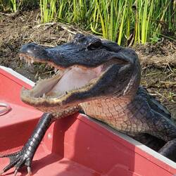 Alligatoren Sumpftour auf dem Mississippi