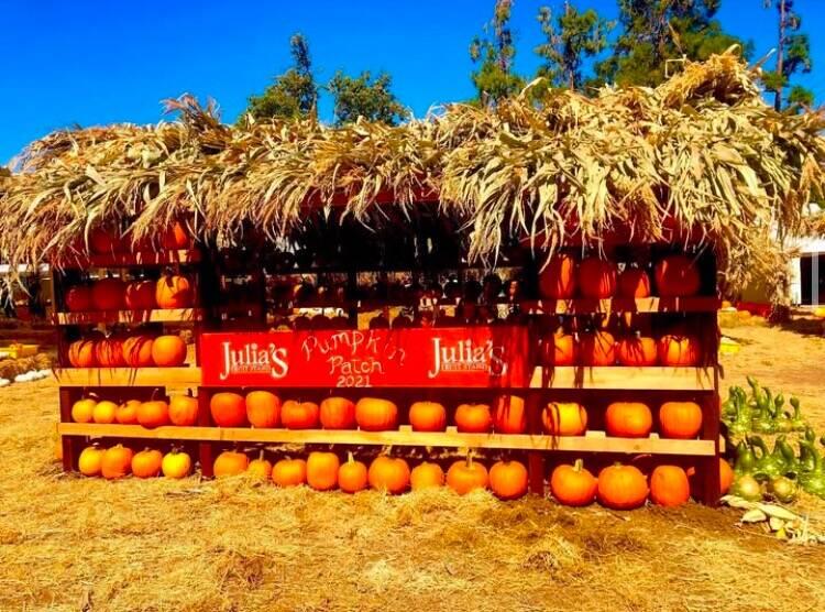 Julia's Pumkin Patch