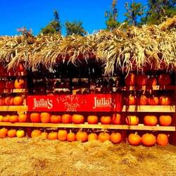 Julia's Pumkin Patch