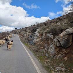 Ein normales Bild hier, immer wieder Schafherden auf der Strasse