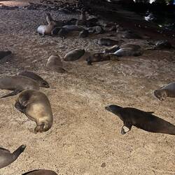 Galápagos-Seelöwen/bären