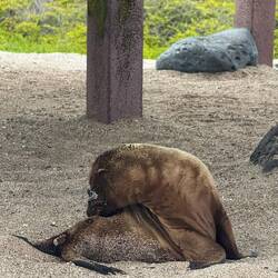 Galápagos-Seelöwe/bär