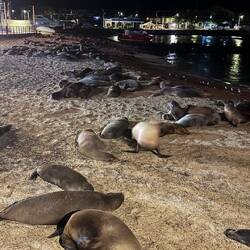 Galápagos-Seelöwen/bären