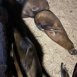 Galápagos-Seelöwen/bären