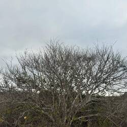 Isla de San Cristóbal