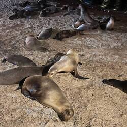 Galápagos-Seelöwen/bären