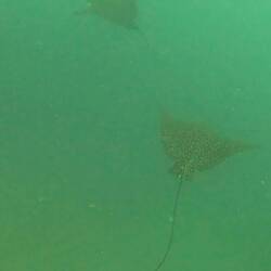 Gefleckter Adlerrochen