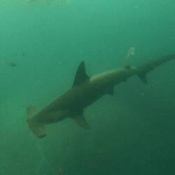 Bogenstirn-Hammerhai