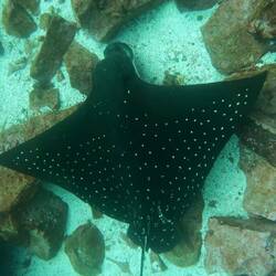 Gefleckter Adlerroche