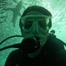 Schwarzspitzen-Riffhai