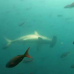 Bogenstirn-Hammerhaie