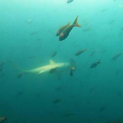 Bogenstirn-Hammerhai