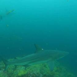 Schwarzspitzen-Riffhai