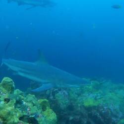 Schwarzspitzen-Riffhaie