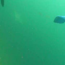 Schwarzspitzen-Riffhaie