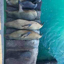 Galápagos-Seelöwen/bären