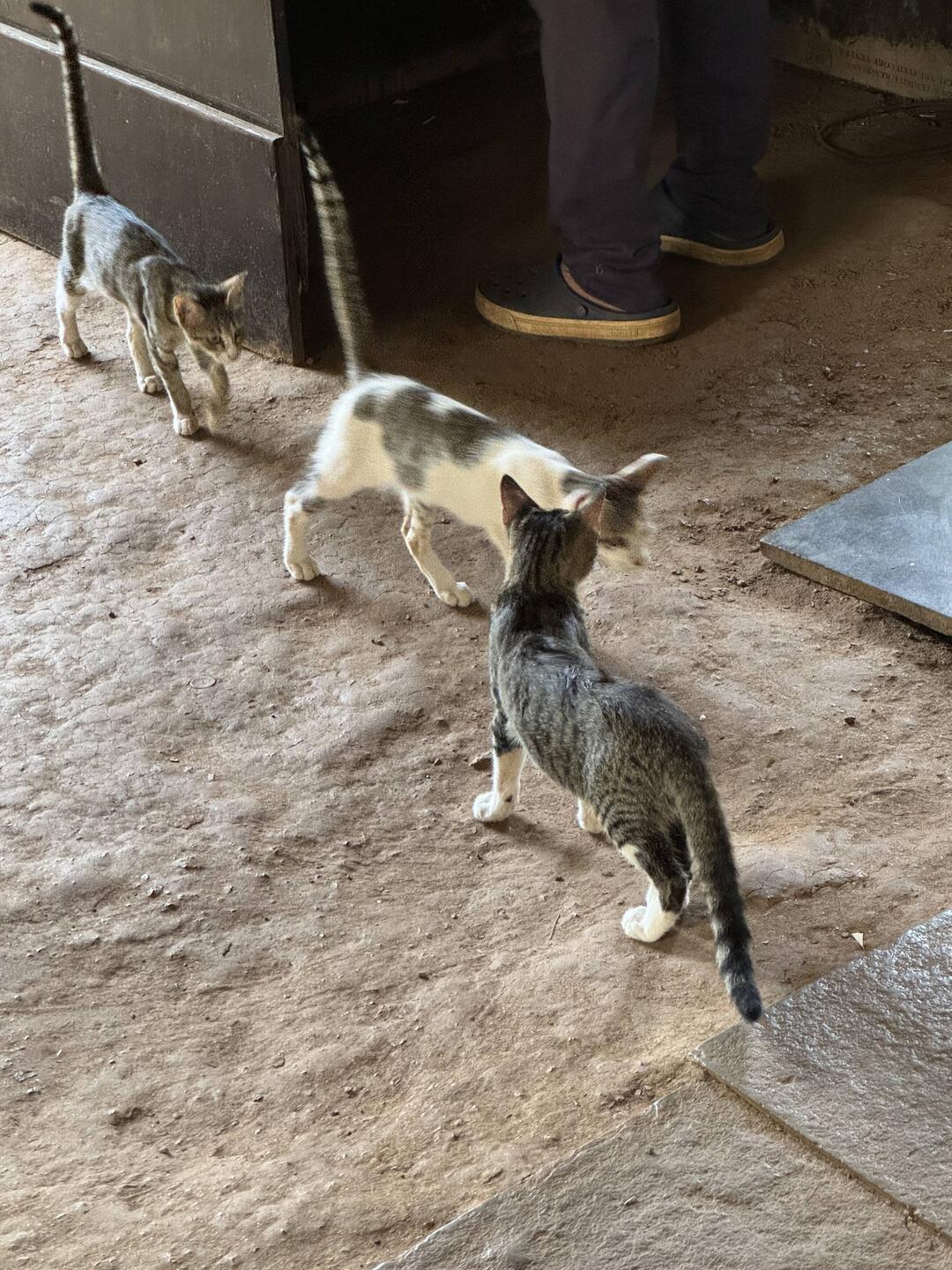 Teeny kitties!