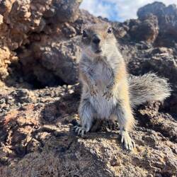 Verwirrtes Atlashörnchen