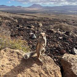 Model-Atlashörnchen