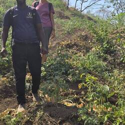 ... durch Tomatengärten