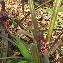 Ananas wachsen am Wegesrand