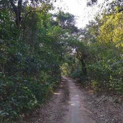 Hier geht es durch dichten Wald