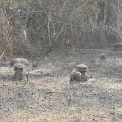 Ich frage mich, was das für Gebilde sind - Vielleicht auch Termitenhügel?