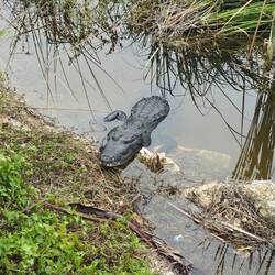 Krokodil im See neben der Maya Stätte