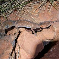 Dieser kleine Gecko speichert sein Fett im Schwanz