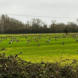 Must be a goose farm