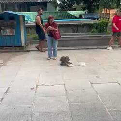 Ausbeute: 2 Säcke Erdnüsse 🥜