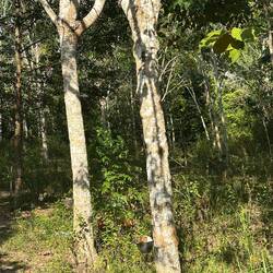Rubber trees