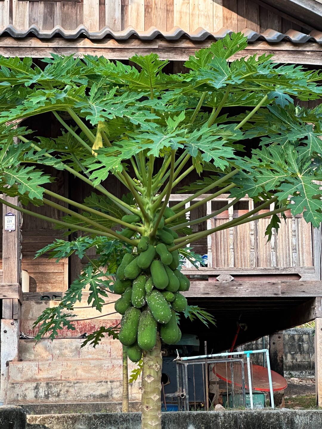 Papayas