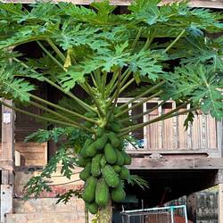 Papayas
