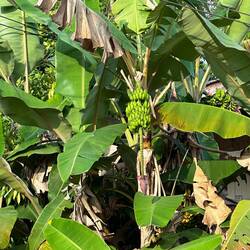 Bananas