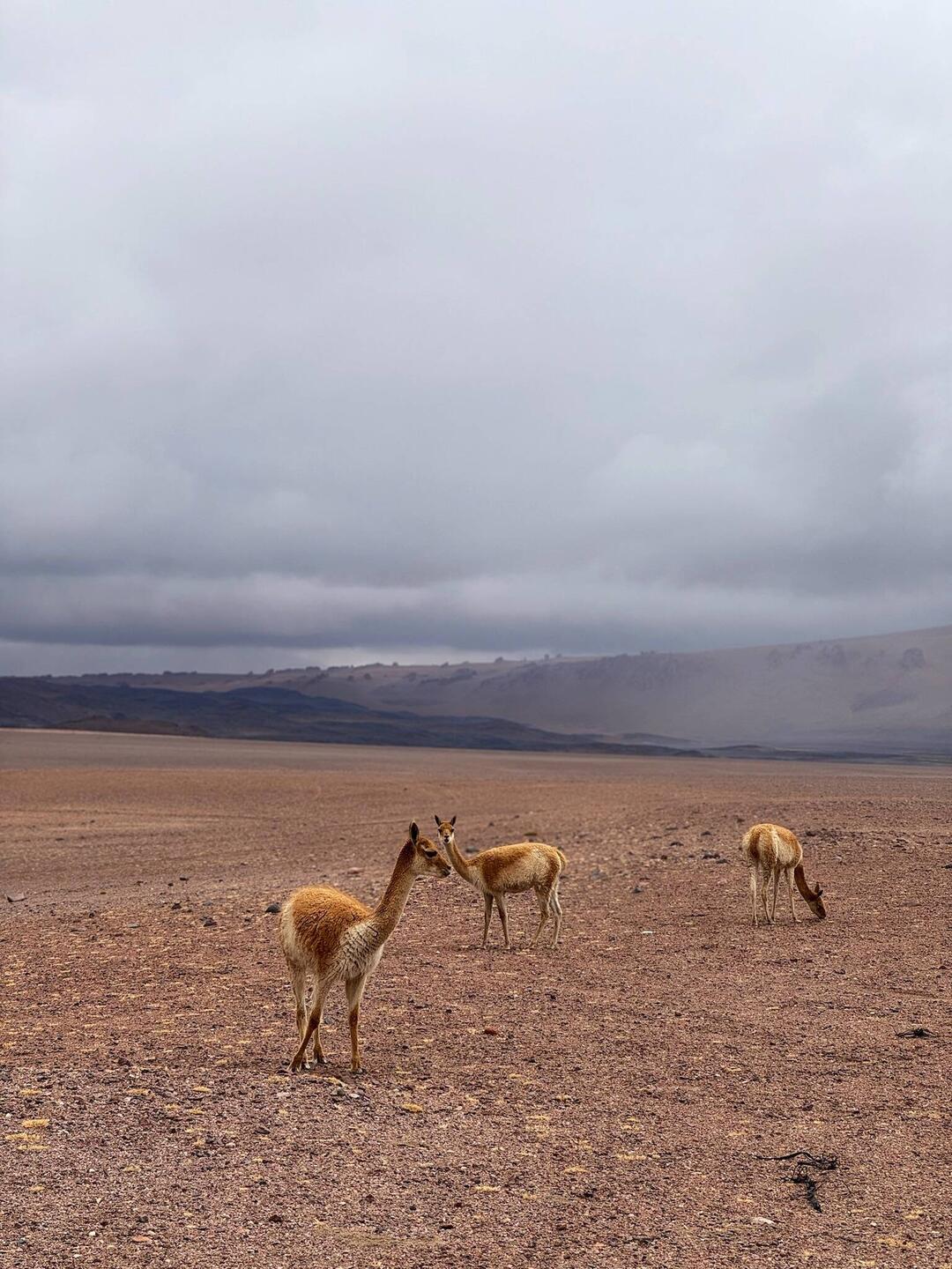 Vicuñas in der Pampa