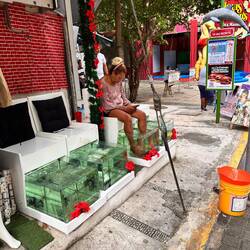 Fische knabbern auch hier