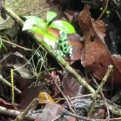 Titta så de bråkar om sitt revir! Videon tagen från vår balkong!