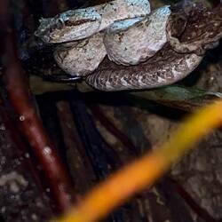 Den här ormen gömde sig i en trädklyka som vi gick förbi. Tur att vår guide har "falkögon"!