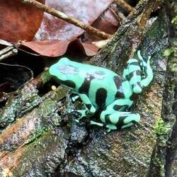 Det här är en pilgiftsgroda, en giftig groda.