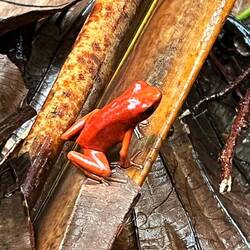 Strawberry poison dart frog eller "blåjeans-grodan"